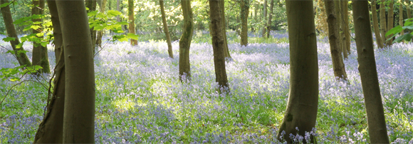 spring Spring woods